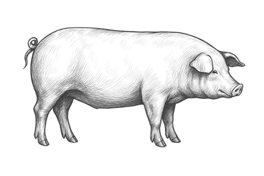 Imagen dibujo de Cerdo